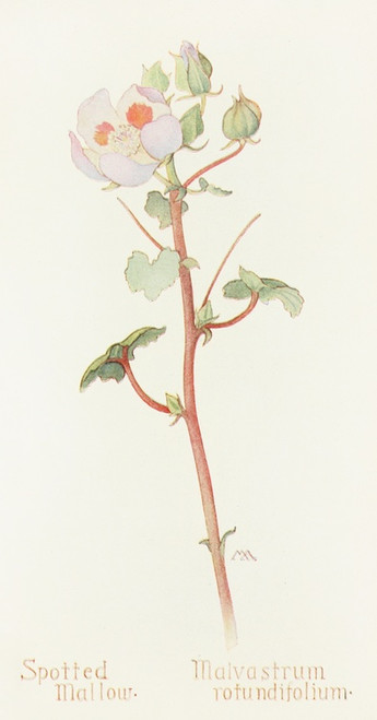 Digital Print - Spotted Mallow by Margaret Armstrong
