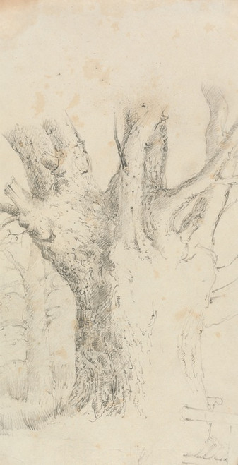 Digital Print - Tree by David Charles Read