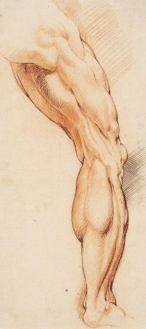 Digital Print - Anatomical Study (corch). A man's flayed right leg seen from the back, turned to the right by Willem Panneels
