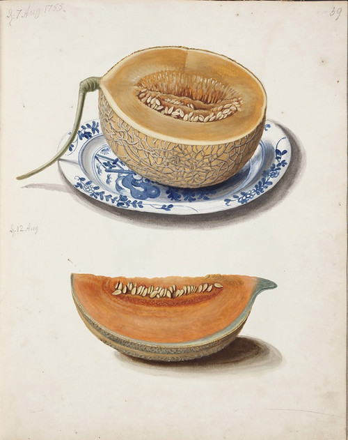 Studie Af To Netmeloner, Halveret Og Kvadreret by Johanna Fosie: Digital File: JPG