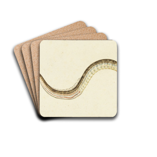 Zeenaald (Syngnatus Acus) by Pieter Withoos Drink Coasters - set of 4 Zeenaald (Syngnatus Acus) by Pieter Withoos Drink Coasters - set of 4