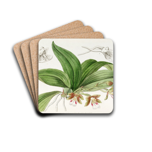 Brown-flowered Trichocentrum by Sydenham Edwards Drink Coasters - set of 4 Brown-flowered Trichocentrum by Sydenham Edwards Drink Coasters - set of 4