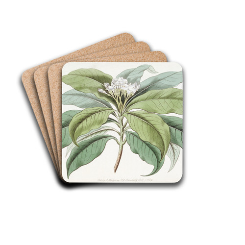 Close-flowered Tabernaemontana by Sydenham Edwards Drink Coasters - set of 4