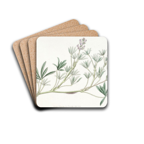 Small-flowered Lupine by Sydenham Edwards Drink Coasters - set of 4 Small-flowered Lupine by Sydenham Edwards Drink Coasters - set of 4