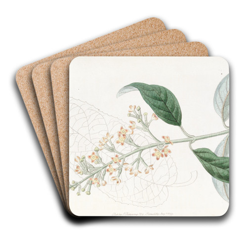 Various-leaved Buddlea by Sydenham Edwards Art Drink Coaster set Various-leaved Buddlea by Sydenham Edwards Art Drink Coaster set