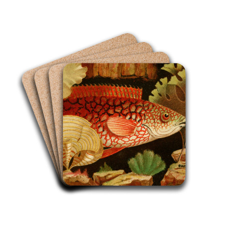 The Ancient Wrasse by Philip Henry Gosse Drink Coasters - set of 4 The Ancient Wrasse by Philip Henry Gosse Drink Coasters - set of 4