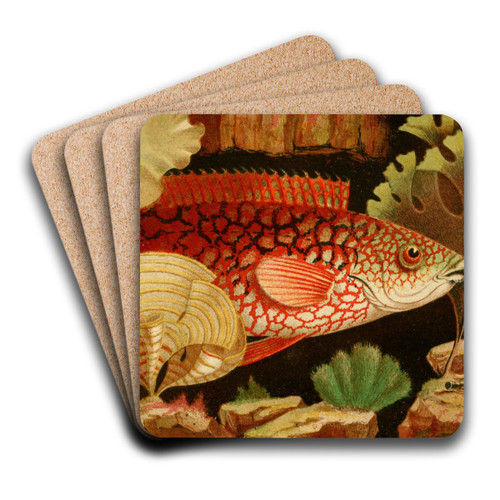 The Ancient Wrasse by Philip Henry Gosse Art Drink Coaster set The Ancient Wrasse by Philip Henry Gosse Art Drink Coaster set