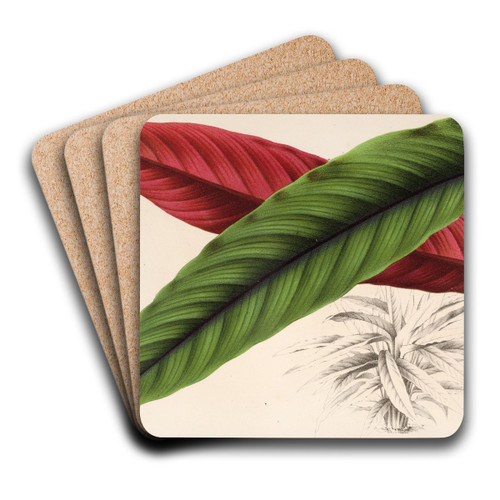 Calathea (Maranta) nigro-costata by Charles Antoine Lemaire Art Drink Coaster set