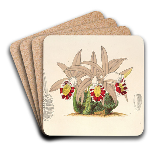 Clogyne lagenaria by Charles Antoine Lemaire Art Drink Coaster set