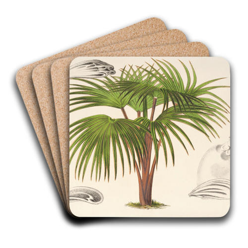 Latania Verschaffeltii by Charles Antoine Lemaire Art Drink Coaster set