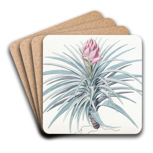 Pink-headed Tillandsia by Sydenham Edwards Art Drink Coaster set