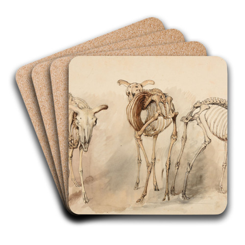 Trois tudes de squelettes de moutons by Jacques-Raymond Brascassat Art Drink Coaster set