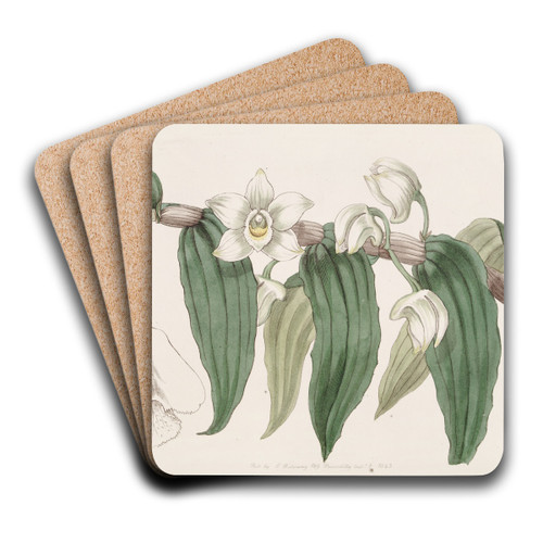Watery Dendrobium by Sydenham Edwards Art Drink Coaster set