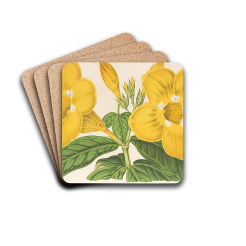 Allamanda Hendersoni by Charles Antoine Lemaire Drink Coasters - set of 4