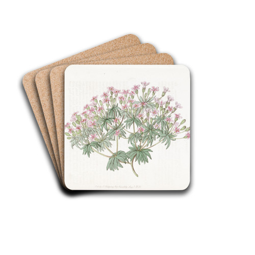 Snow Douglasia by Sydenham Edwards Drink Coasters - set of 4