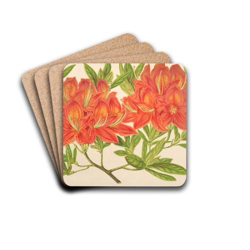 Azalea mollis by Charles Antoine Lemaire Drink Coasters - set of 4