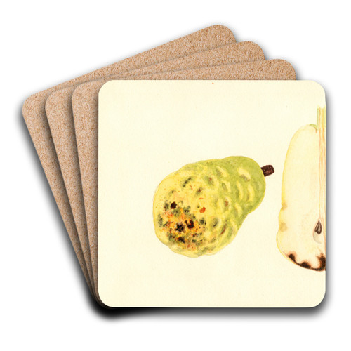 Pyrus communis: Bartlett by James Marion Shull Art Drink Coaster set