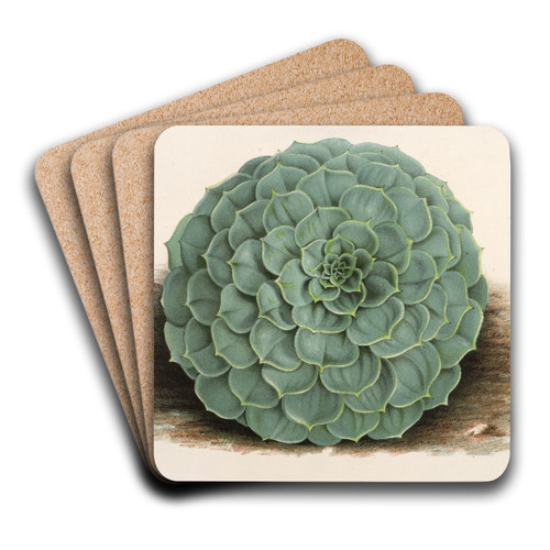 Echeveria rosacea by Charles Antoine Lemaire Art Drink Coaster set