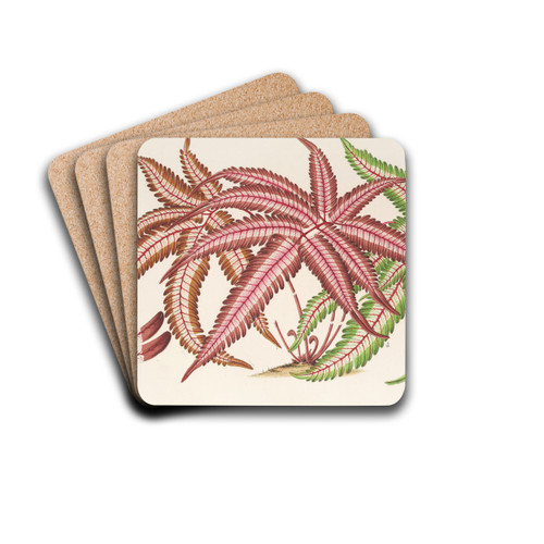 Pteris aspericaulis (var. tricolor) by Charles Antoine Lemaire Drink Coasters - set of 4