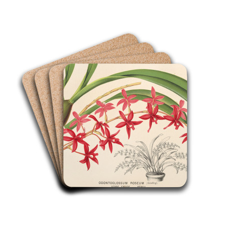Odontoglossum roseum by Charles Antoine Lemaire Drink Coasters - set of 4