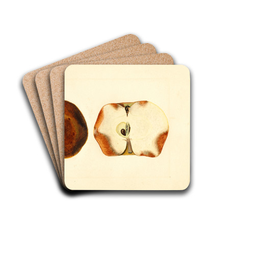 Malus domestica by James Marion Shull Drink Coasters - set of 4