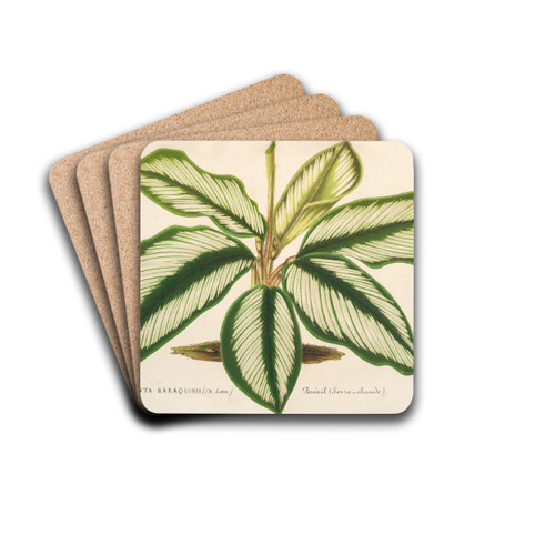 Maranta Baraquinii by Charles Antoine Lemaire Drink Coasters - set of 4