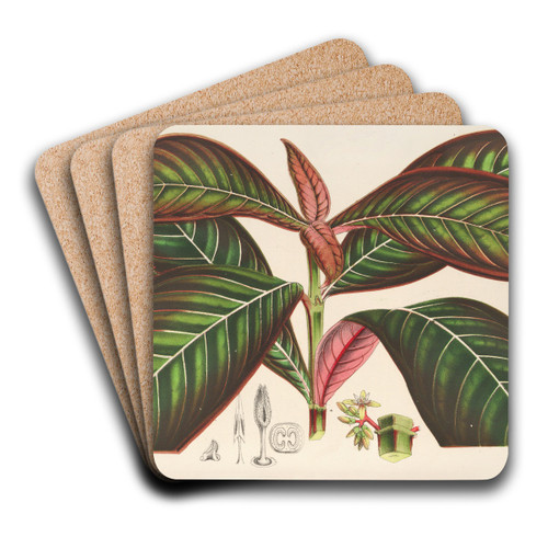 Campylobotrys Ghiesbreghtii by Charles Antoine Lemaire Art Drink Coaster set