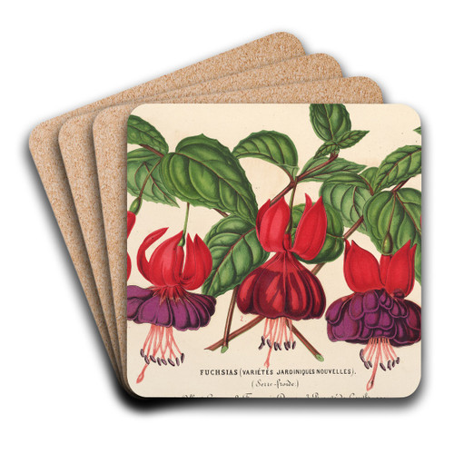 Fuchsia (varits jardiniques de) by Charles Antoine Lemaire Art Drink Coaster set