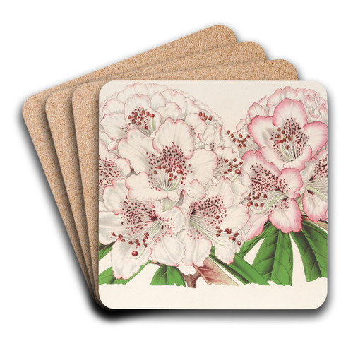 Rhododendrum Bijou de Gand (hybride) by Charles Antoine Lemaire Art Drink Coaster set