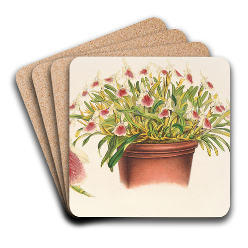 Miltonia spectabilis by Charles Antoine Lemaire Art Drink Coaster set