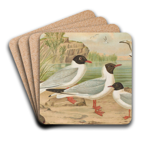Larus minutus Pall, Larus ridibundus, Larus melanocephalus Natt, Larus minutus Pall by Johann Friedrich Naumann Art Drink Coaster set Larus minutus Pall, Larus ridibundus, Larus melanocephalus Natt, Larus minutus Pall by Johann Friedrich Naumann Art Drink Coaster set