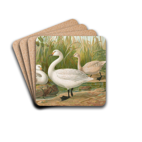 Cygnus Bewickii Yarrell by Johann Friedrich Naumann Drink Coasters - set of 4 Cygnus Bewickii Yarrell by Johann Friedrich Naumann Drink Coasters - set of 4