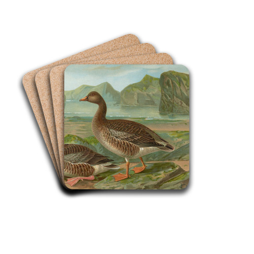 Anser fabalis Lath. by Johann Friedrich Naumann Drink Coasters - set of 4 Anser fabalis Lath. by Johann Friedrich Naumann Drink Coasters - set of 4