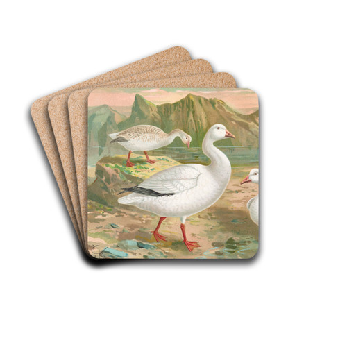 Chen hyperboreus by Johann Friedrich Naumann Drink Coasters - set of 4 Chen hyperboreus by Johann Friedrich Naumann Drink Coasters - set of 4