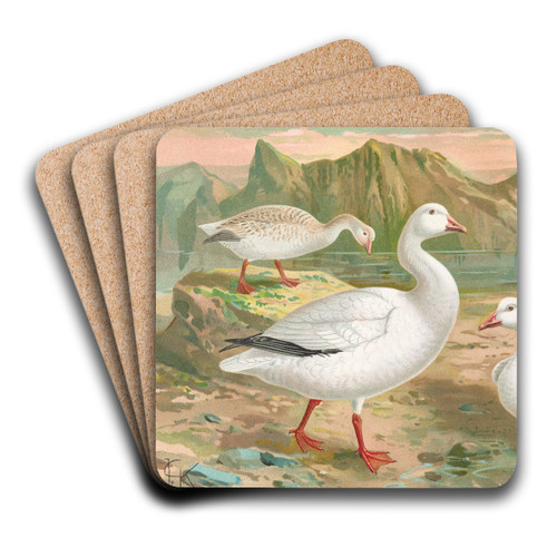 Chen hyperboreus by Johann Friedrich Naumann Art Drink Coaster set Chen hyperboreus by Johann Friedrich Naumann Art Drink Coaster set