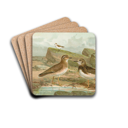 Charadrius morinellus, Arenaria interpres, Charadrius alexandrinus by Johann Friedrich Naumann Drink Coasters - set of 4 Charadrius morinellus, Arenaria interpres, Charadrius alexandrinus by Johann Friedrich Naumann Drink Coasters - set of 4