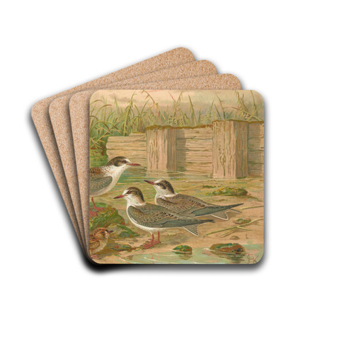 Hydrochelidon hybrida, Hydrochelidon fissipes, Hydrochelidon nigra by Johann Friedrich Naumann Drink Coasters - set of 4 Hydrochelidon hybrida, Hydrochelidon fissipes, Hydrochelidon nigra by Johann Friedrich Naumann Drink Coasters - set of 4