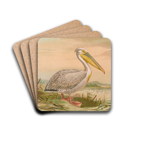 Pelecanus onocrotalus by Johann Friedrich Naumann Drink Coasters - set of 4 Pelecanus onocrotalus by Johann Friedrich Naumann Drink Coasters - set of 4