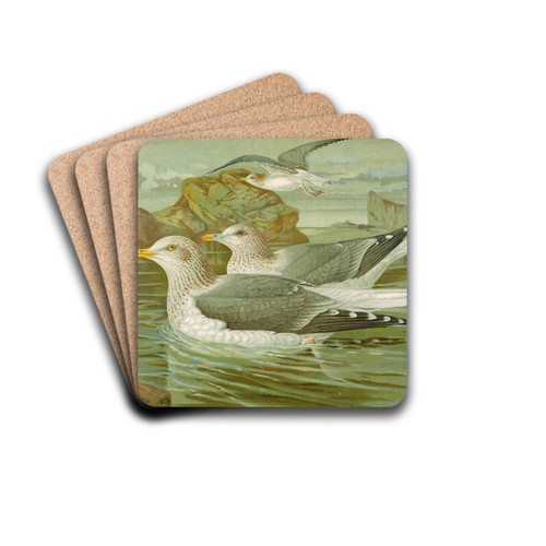 Larus argentatus Brunn by Johann Friedrich Naumann Drink Coasters - set of 4 Larus argentatus Brunn by Johann Friedrich Naumann Drink Coasters - set of 4