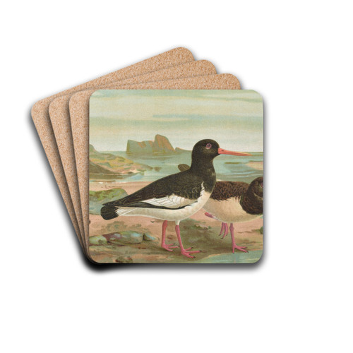 Haematopus ostrilegus by Johann Friedrich Naumann Drink Coasters - set of 4 Haematopus ostrilegus by Johann Friedrich Naumann Drink Coasters - set of 4