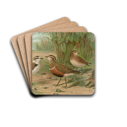 Charadrius alexandrinus, Charadrius morinellus by Johann Friedrich Naumann Drink Coasters - set of 4 Charadrius alexandrinus, Charadrius morinellus by Johann Friedrich Naumann Drink Coasters - set of 4