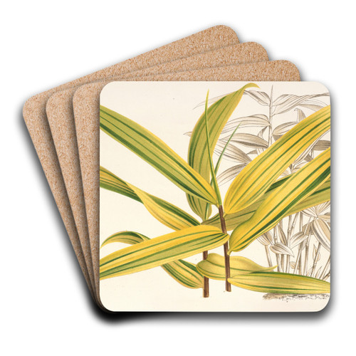 Bambusa viridi-striata by Charles Antoine Lemaire Art Drink Coaster set