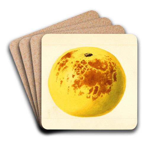 Citrus paradisi by James Marion Shull Art Drink Coaster set