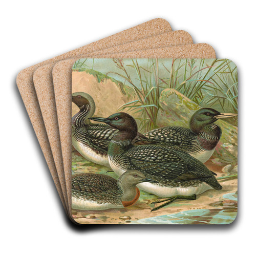 Gavia arctica (L.), Polar-Seetaucher by Johann Friedrich Naumann Art Drink Coaster set Gavia arctica (L.), Polar-Seetaucher by Johann Friedrich Naumann Art Drink Coaster set