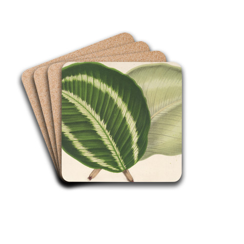 Maranta virginalis by Charles Antoine Lemaire Drink Coasters - set of 4