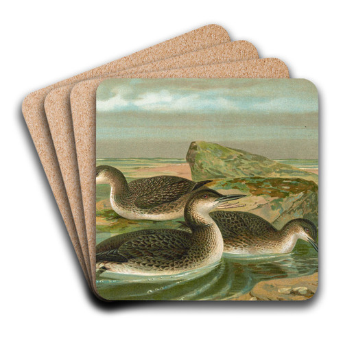 Gavia arctica (L.), Polar-Seetaucher. by Johann Friedrich Naumann Art Drink Coaster set Gavia arctica (L.), Polar-Seetaucher. by Johann Friedrich Naumann Art Drink Coaster set