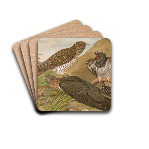Cuculus canorus L. by Johann Friedrich Naumann Drink Coasters - set of 4 Cuculus canorus L. by Johann Friedrich Naumann Drink Coasters - set of 4