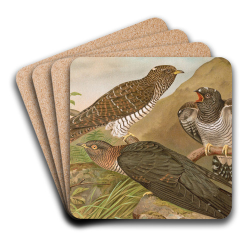 Cuculus canorus L. by Johann Friedrich Naumann Art Drink Coaster set Cuculus canorus L. by Johann Friedrich Naumann Art Drink Coaster set