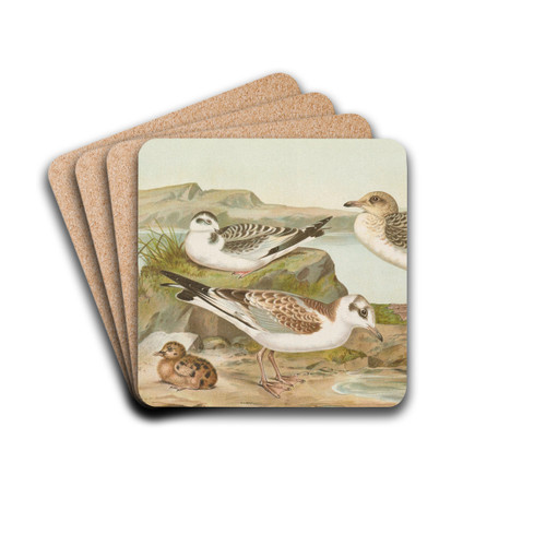 Larus minutus Pall, Larus ridibundus,Larus melanocephalus by Johann Friedrich Naumann Drink Coasters - set of 4 Larus minutus Pall, Larus ridibundus,Larus melanocephalus by Johann Friedrich Naumann Drink Coasters - set of 4