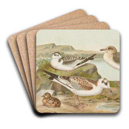 Larus minutus Pall, Larus ridibundus,Larus melanocephalus by Johann Friedrich Naumann Art Drink Coaster set Larus minutus Pall, Larus ridibundus,Larus melanocephalus by Johann Friedrich Naumann Art Drink Coaster set